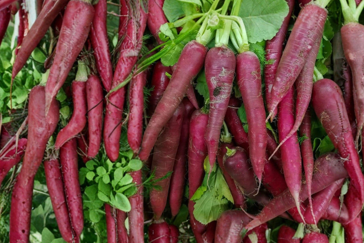 Purple Dragon Carrot Seeds - Heirloom Organic Rare Vegetable Garden Seeds for Unique, Sweet, Crunchy Purple Carrots