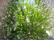 Spike Rush Seeds Eleocharis acicularis – Heirloom Non-GMO Aquatic Plant for Ponds and Water Gardens