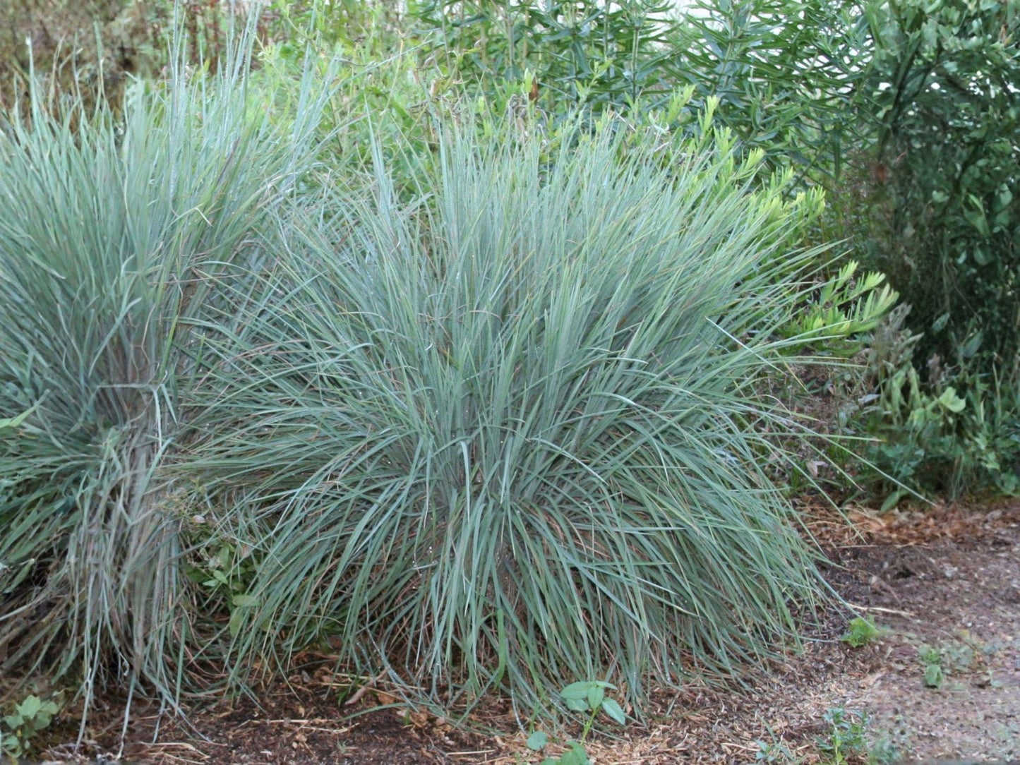 Little Bluestem Seeds (Schizachyrium scoparium) – Heirloom Native Prairie Grass for Landscaping & Garden Beds