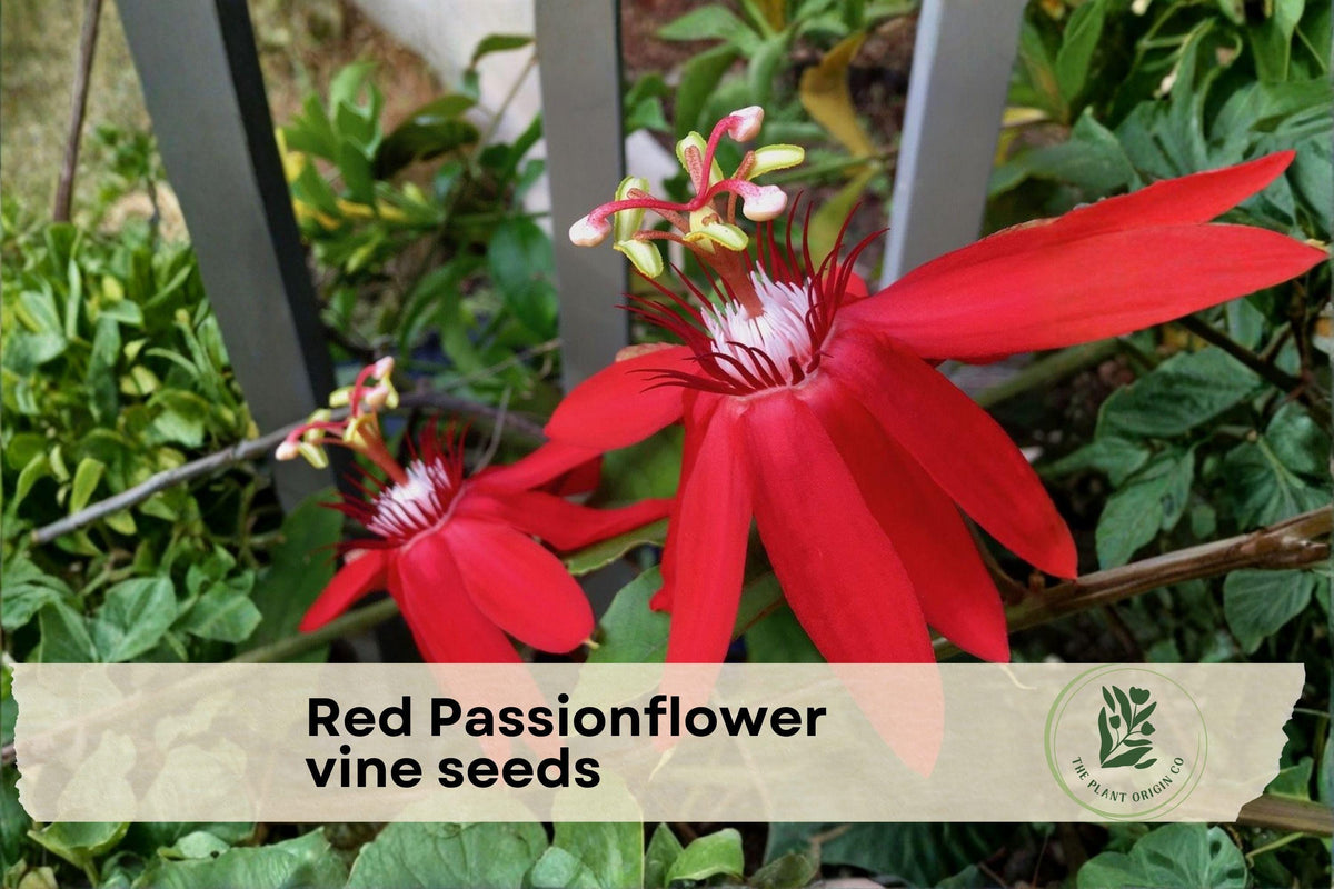 Red Passionflower Vine Seeds, Passiflora princeps, Climbing Flower Seeds for Garden Fences & Trellises