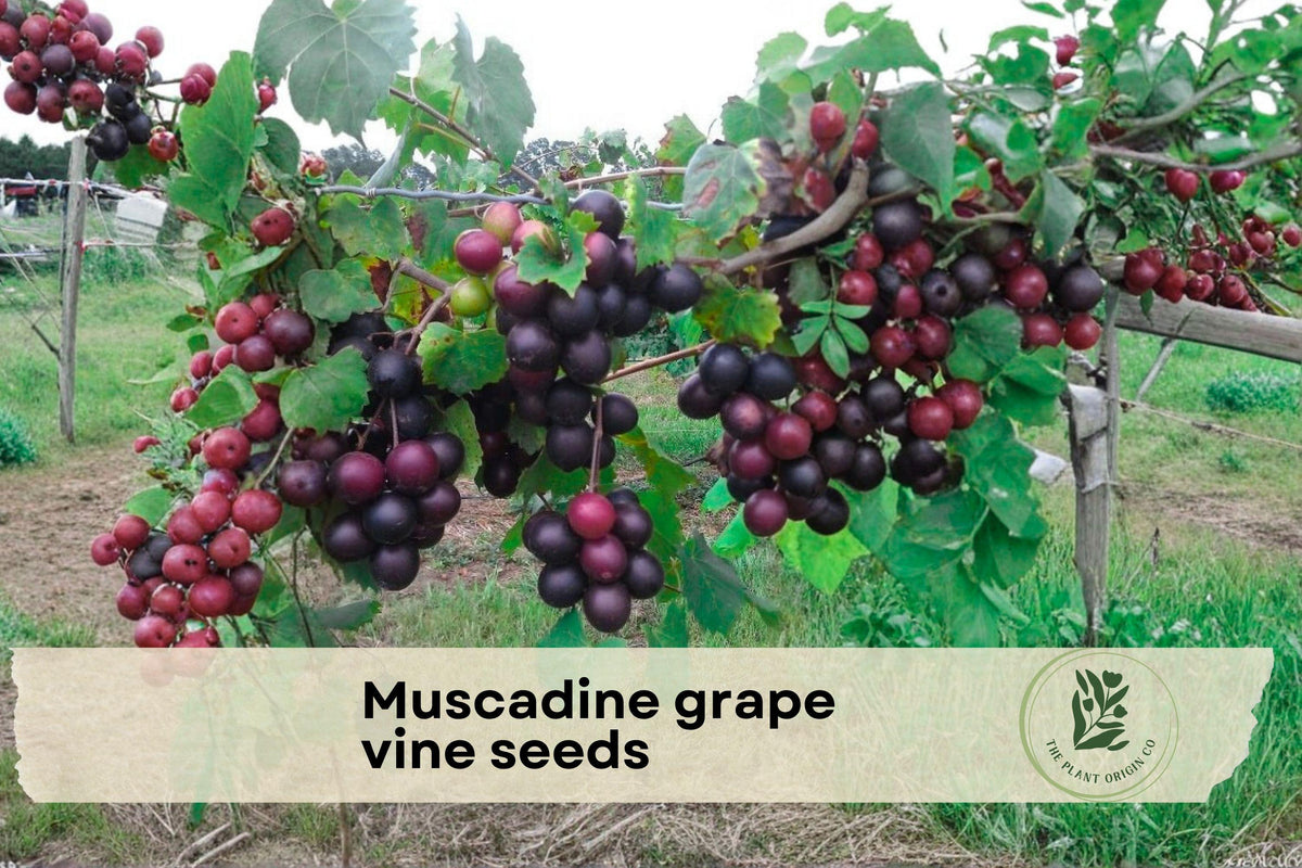 5 Muscadine Grape Vine Seeds | Vitis rotundifolia | Fruit Vine for Gardens, Fences, Trellises, Easy to Grow