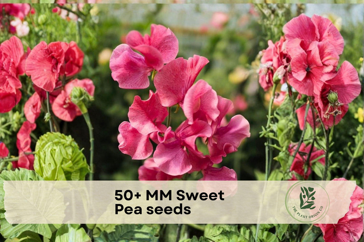 50+ MM Sweet Pea Seeds – Fragrant Climbing Flowering Vine for Garden Trellises, Fences, and Cut Flowers, Lathyrus odoratus