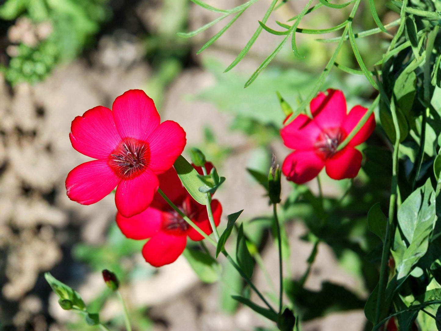 Scarlet Flax Seeds 100 Pack - Heirloom, Non-GMO, Vibrant Red Wildflower Garden Planting, Linum grandiflorum rubrum