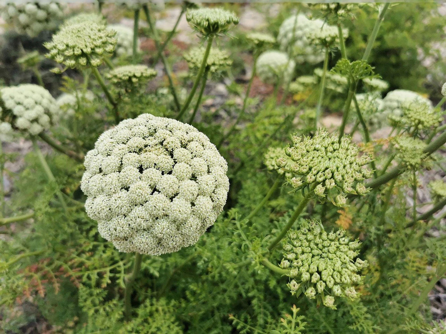 Heirloom Bishop's Flower Seeds (Ammi majus) – White Lace-Like Blooms, Non-GMO, Open-Pollinated, Garden Borders & Cut Flowers