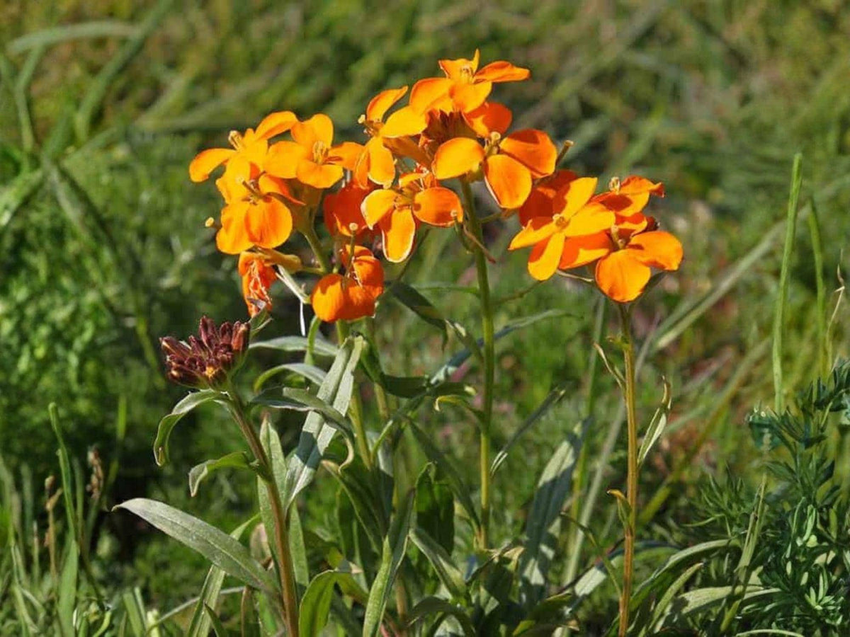 Siberian Wallflower Seeds Heirloom Non-GMO Cheiranthus allionii Erysimum cheiri Orange Garden Planting