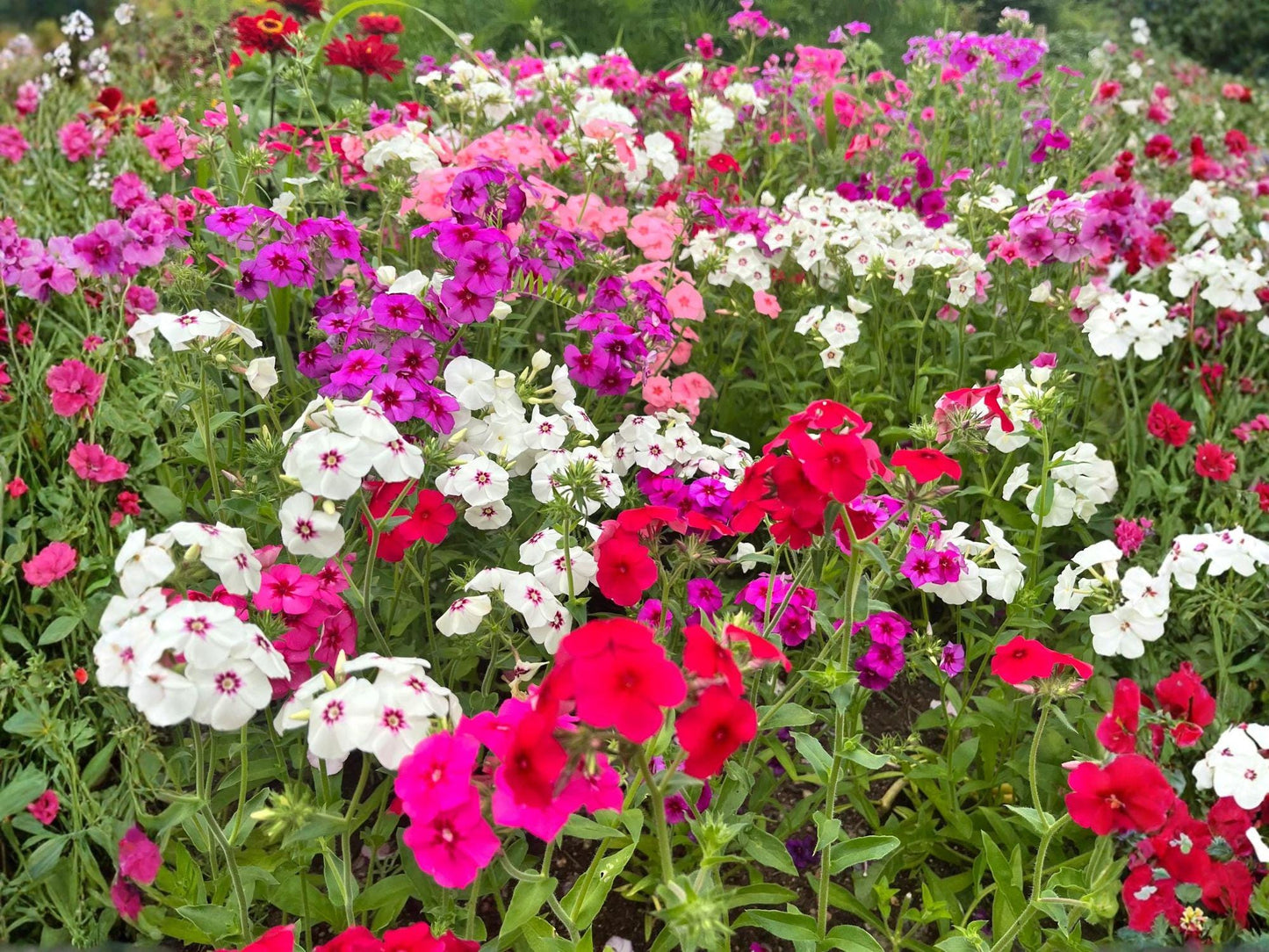 Annual Phlox Seeds - Heirloom, Non-GMO, Bright Color Garden Mix, Phlox drummondii, Flower Seeds