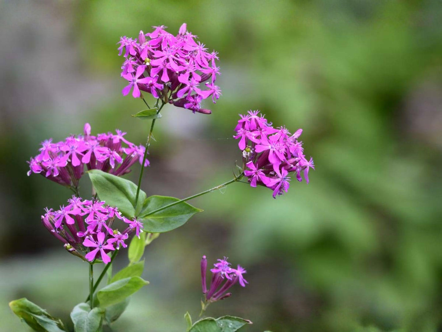 Catchfly Seeds, Pink Flower, Heirloom, Non-GMO, Silene armeria, Pollinator-Friendly Garden Seeds