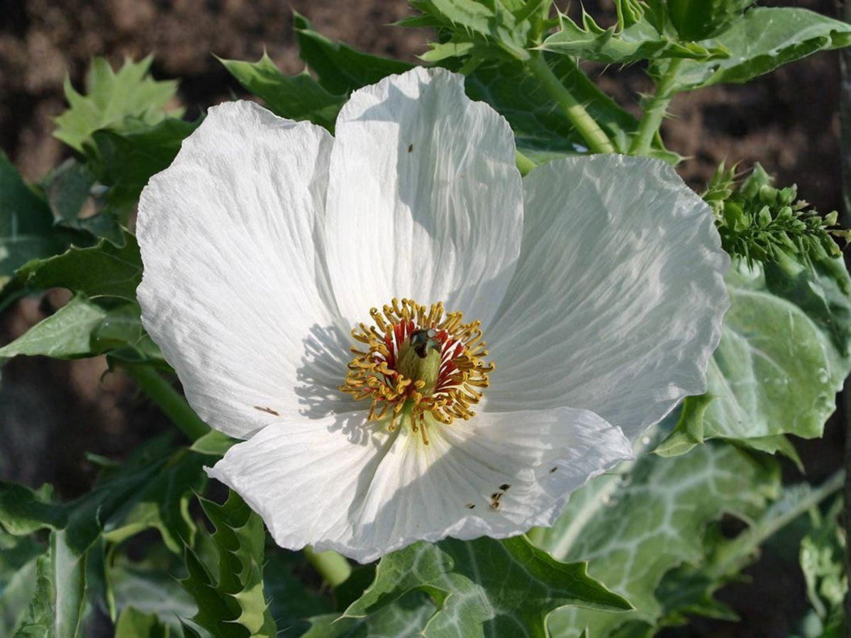 Prickly Poppy Seeds, Heirloom Non-GMO Wildflower Garden Planting, Argemone polyanthemos, 15 Seeds