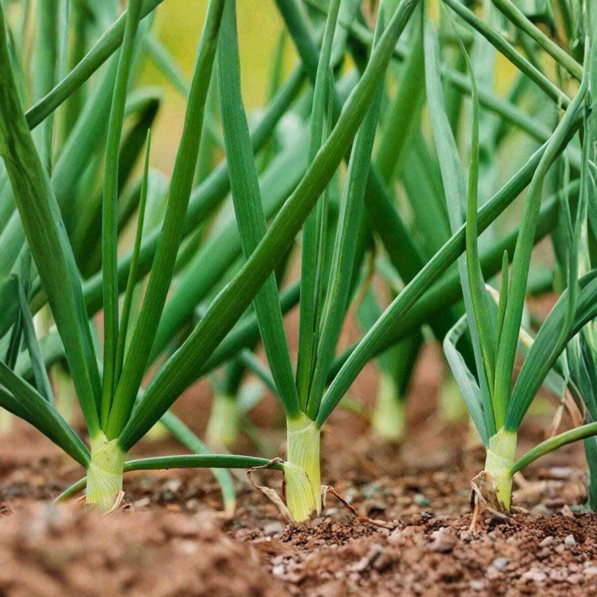 Evergreen White Nebuka Onion Seeds – Bunching Green Onion Allium fistulosum for Green Stalks & Scallions