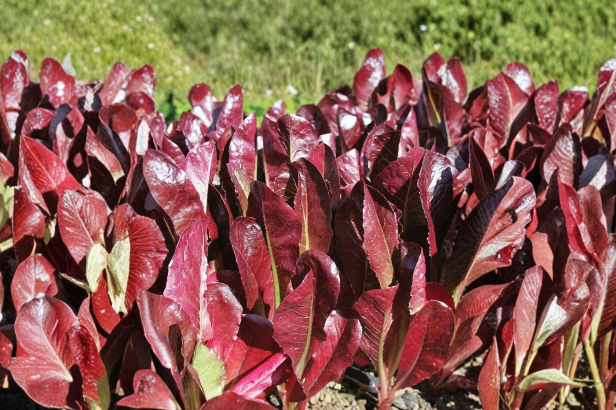 Super Red Romaine Lettuce Seeds – Rare Crisp Salad Greens, Upright Red Foliage, Lactuca sativa
