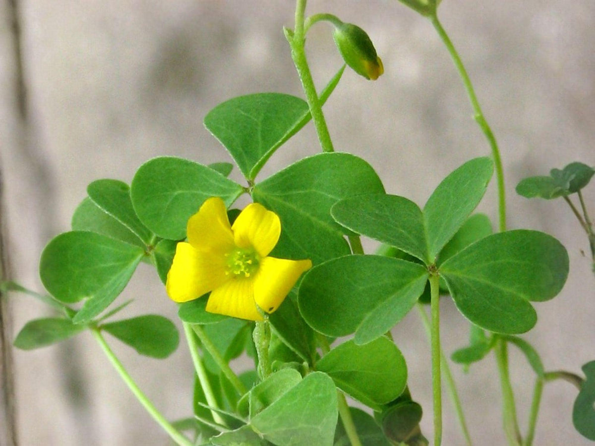 Yellow Wood Sorrel Seeds - Heirloom Non-GMO Oxalis stricta for Herb Garden, Container Gardening, Organic Growing