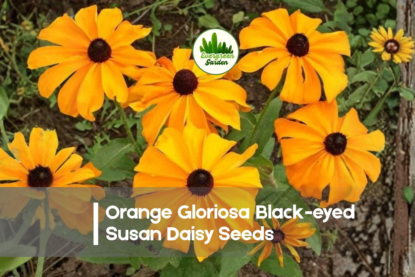 Orange Gloriosa Black-eyed Susan Seeds | Rudbeckia hirta | Bright Orange Daisy Flowers for Borders & Pollinator Gardens
