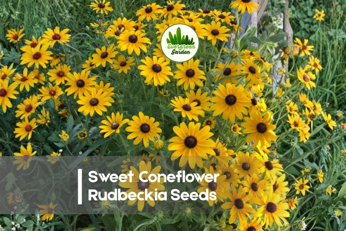 200 Sweet Coneflower Rudbeckia Seeds – Perennial Prairie Flower with Bright Yellow Blooms, Rudbeckia subtomentosa for Pollinator Gardens
