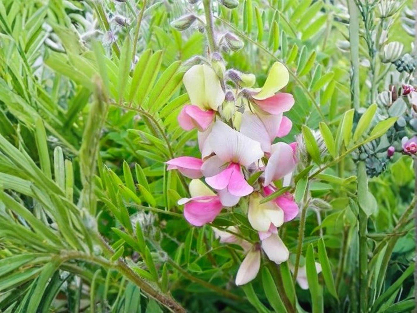 Tephrosia virginiana Goat’s Rue Seeds – Native Wildflower, Heirloom, Non-GMO, Open-Pollinated, Drought-Tolerant, Native Plant Seeds