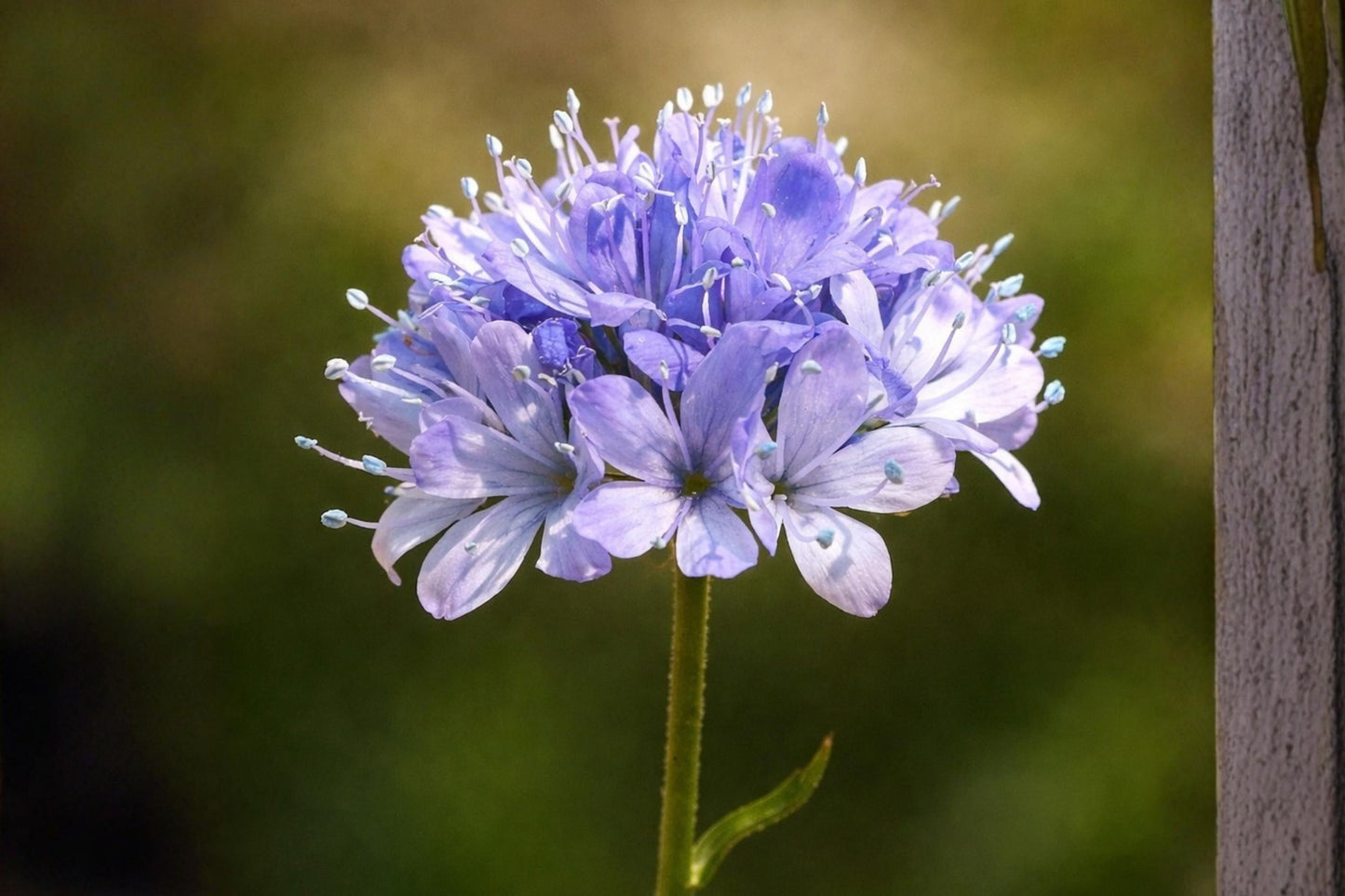 Globe Gilia Seeds - Blue Flower Seeds for Wildflower Gardens, Borders & Pollinator Attracting - Gilia capitata (100 Seeds)