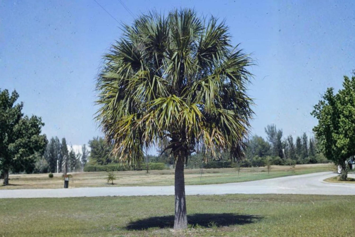 Cabbage Palm Seeds – Sabal palmetto – Hardy Evergreen Fan Palm with Creamy White Flowers