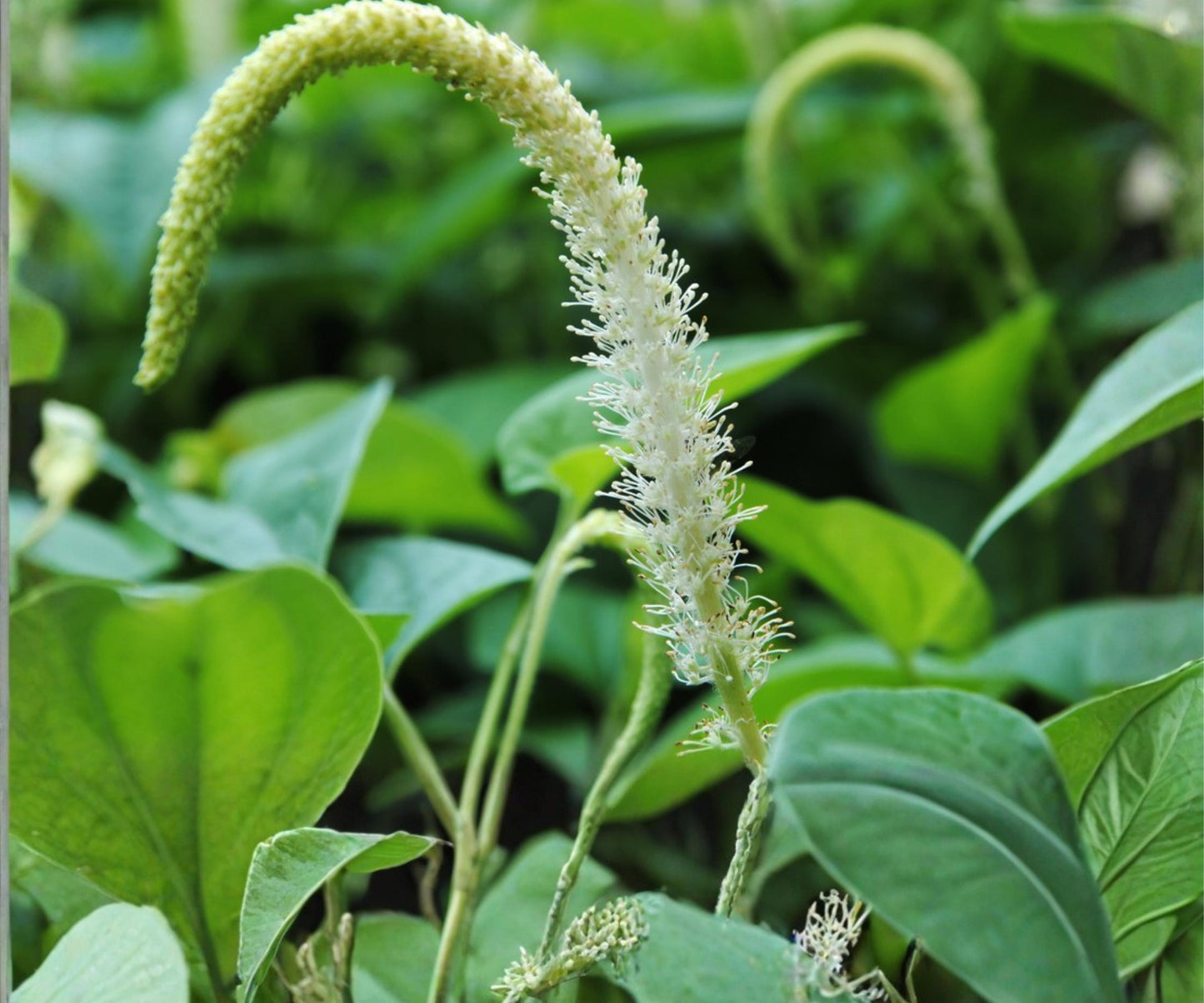 Live Lizard’s Tail Pond Marginal Plant – Saururus Cernuus, White Flowers, Hardy Aquatic Bog Plant for Water Gardens