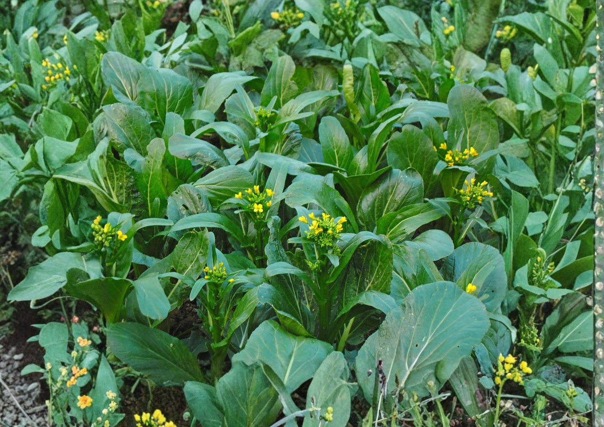 Yu Choy Choi Sum Seeds – Heirloom Non-GMO Brassica Vegetables for Asian Greens, Tender Stems & Yellow Flowers, Fast Growing Garden Seeds