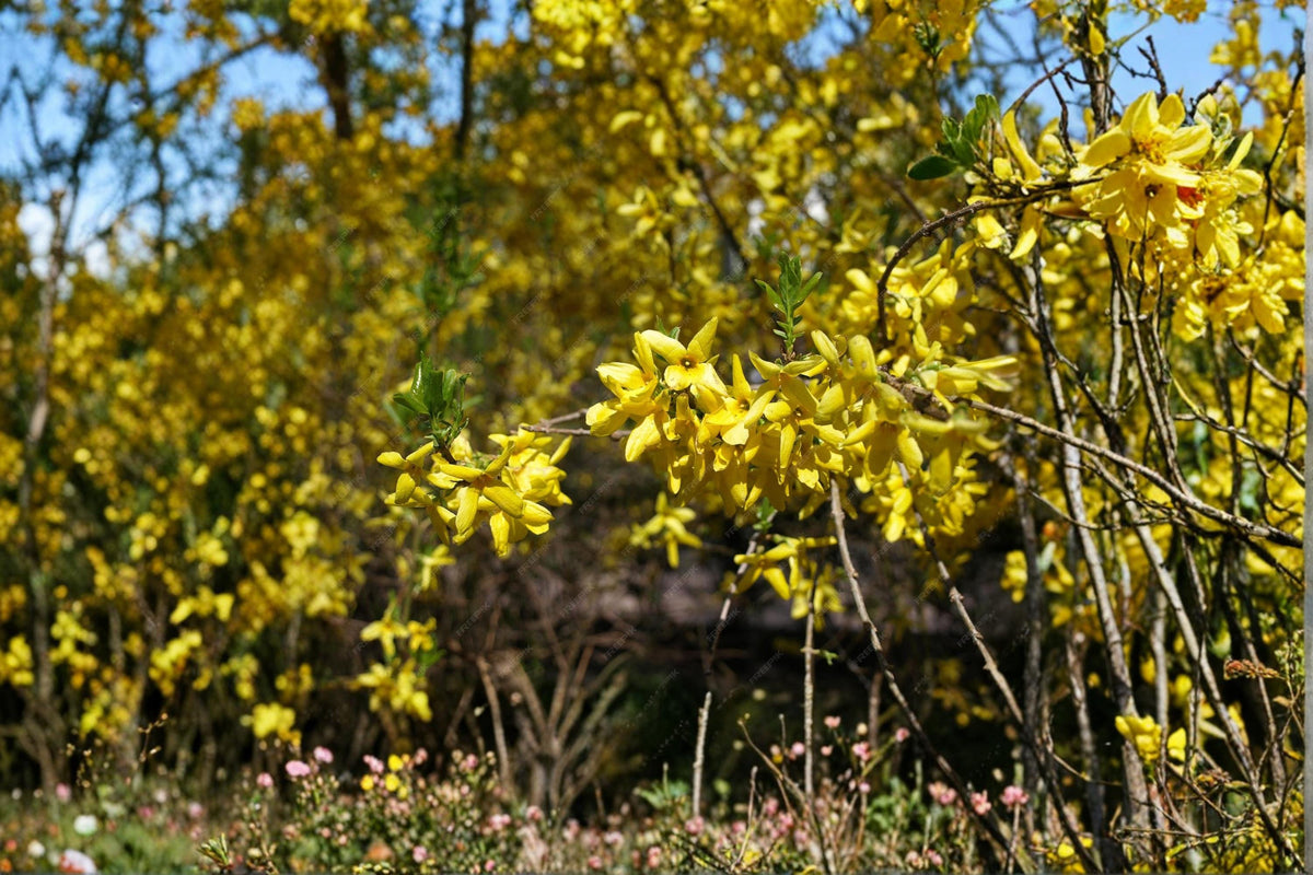 Weeping Forsythia Seeds – Forsythia suspensa – Bright Yellow Spring Blooms – Deciduous Flowering Shrub for Landscape & Garden