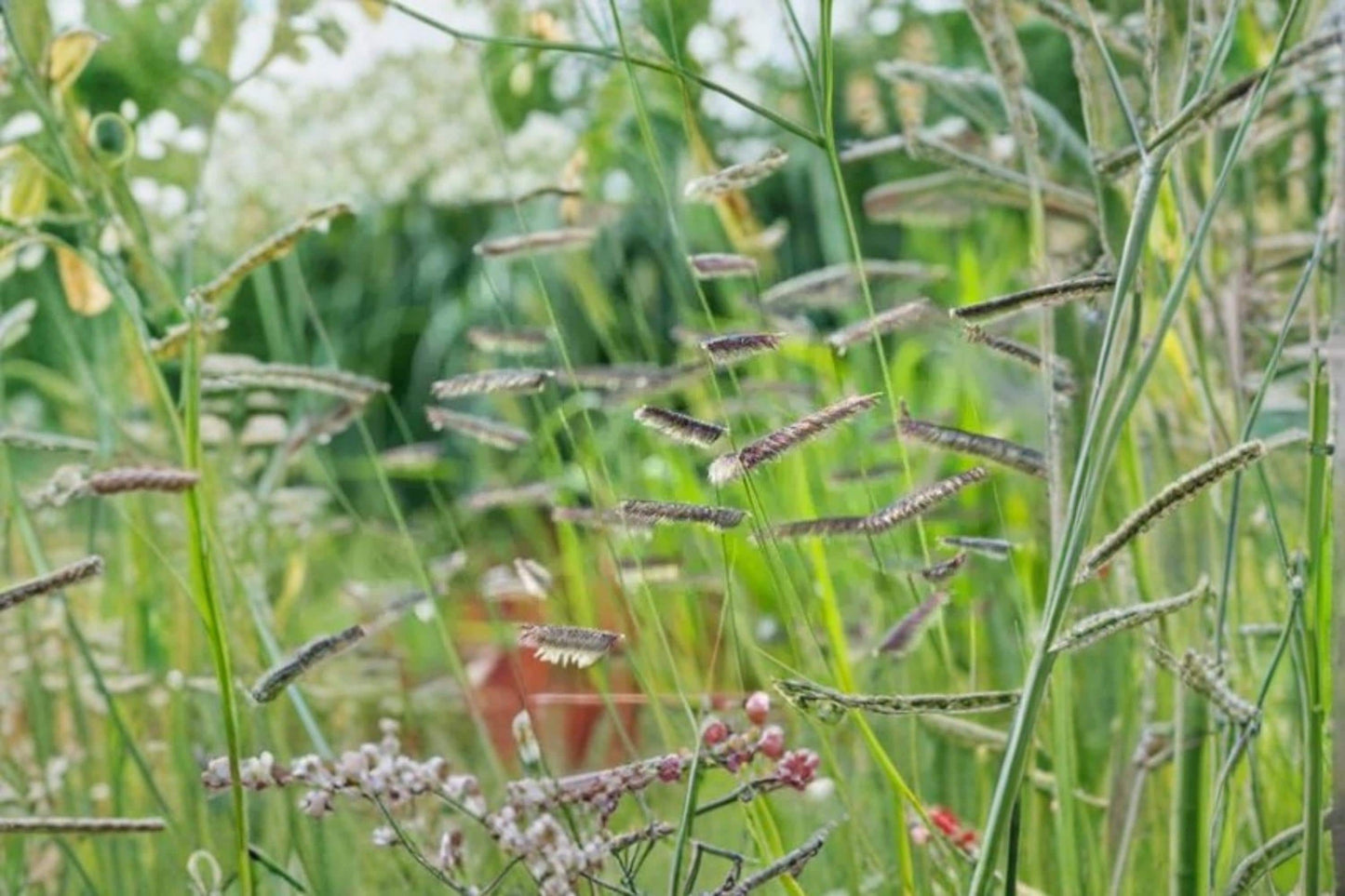 Blue Grama Grass Seeds – Bouteloua gracilis – Drought Tolerant Native Perennial Grass for Xeriscape and Natural Lawns