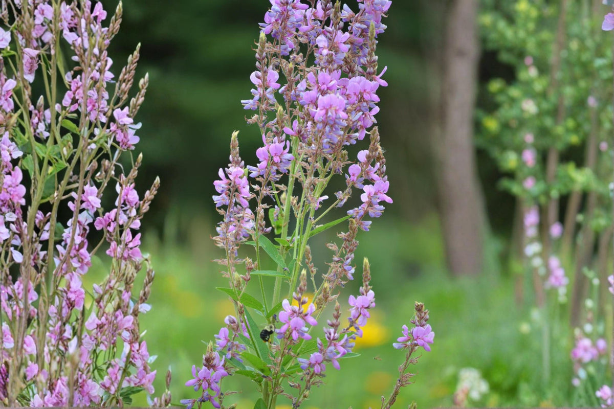 Showy Tick Trefoil Seeds – Perennial Wildflower with Pink to Purple Flowers – Desmodium canadense