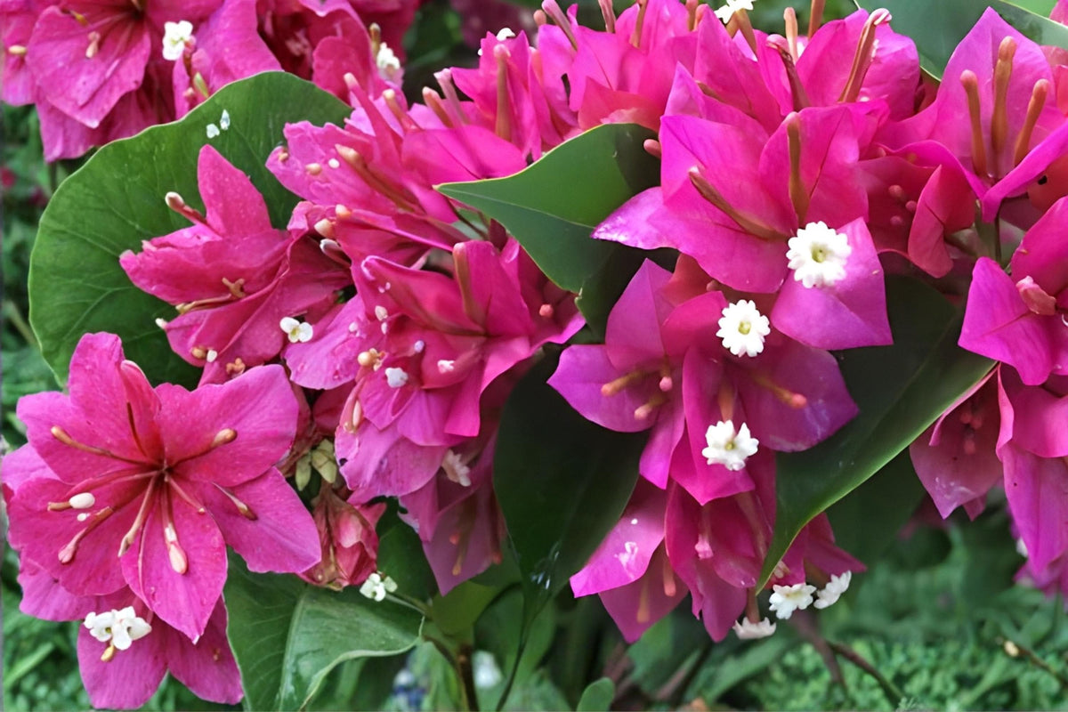 Fuchsia Bougainvillea Cuttings | Bougainvillea spectabilis Tropical Vine | 7 Live Unrooted Cuttings for Climbing, Fences, Containers
