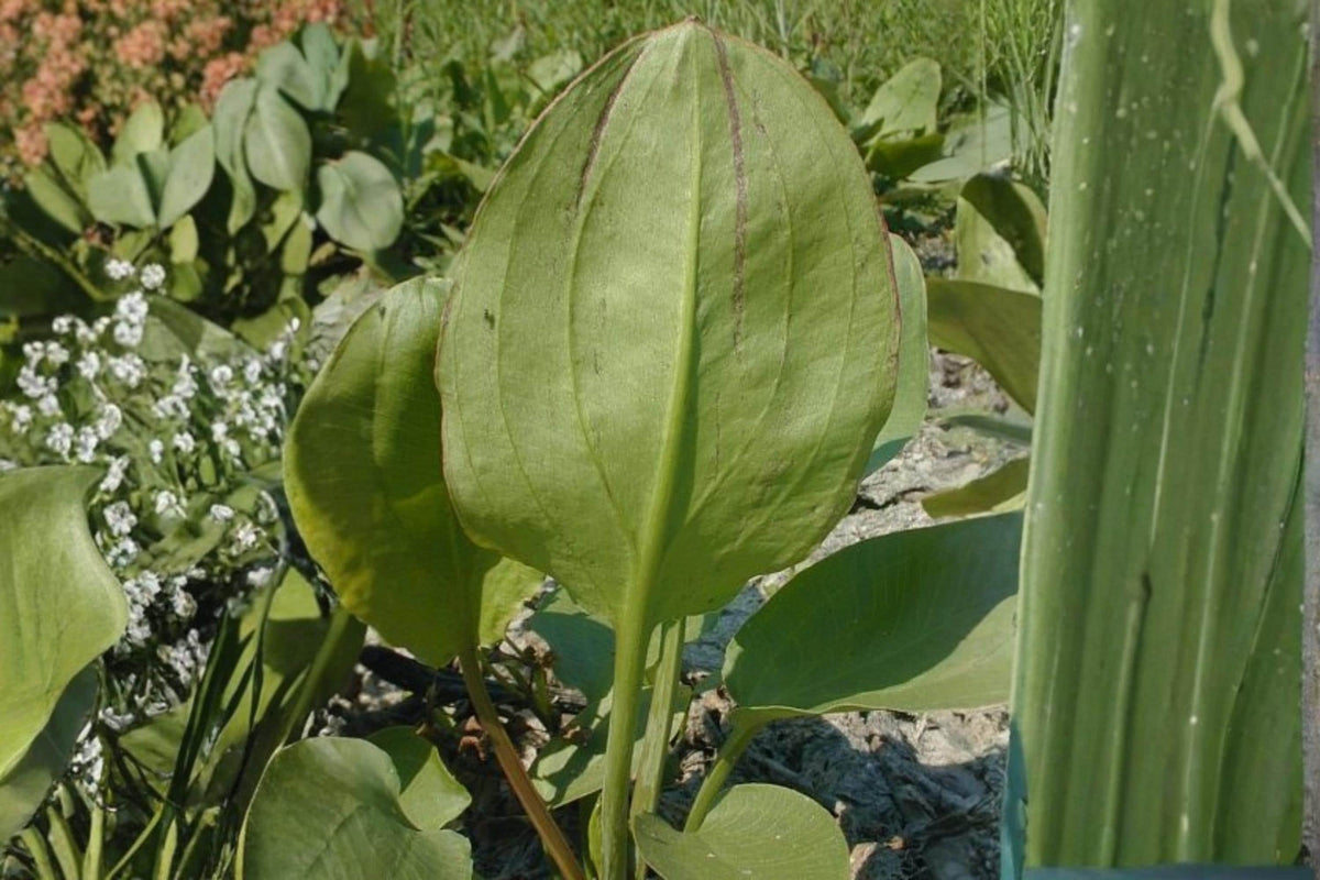 Large-Flowered Water Plantain Seeds – Alisma triviale, Aquatic Perennial with White to Pale Pink Flowers for Wetlands & Pond Edges