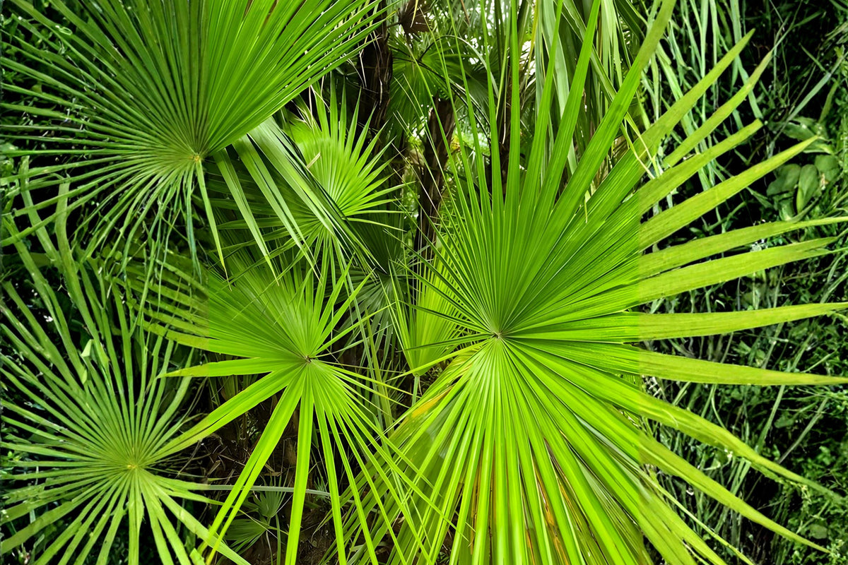 Sabal Palm Seeds, Native Cabbage Palm, Hardy Fan-Shaped Leaves, Coastal & Warm Climate Landscaping, Sabal palmetto (5 Seeds)