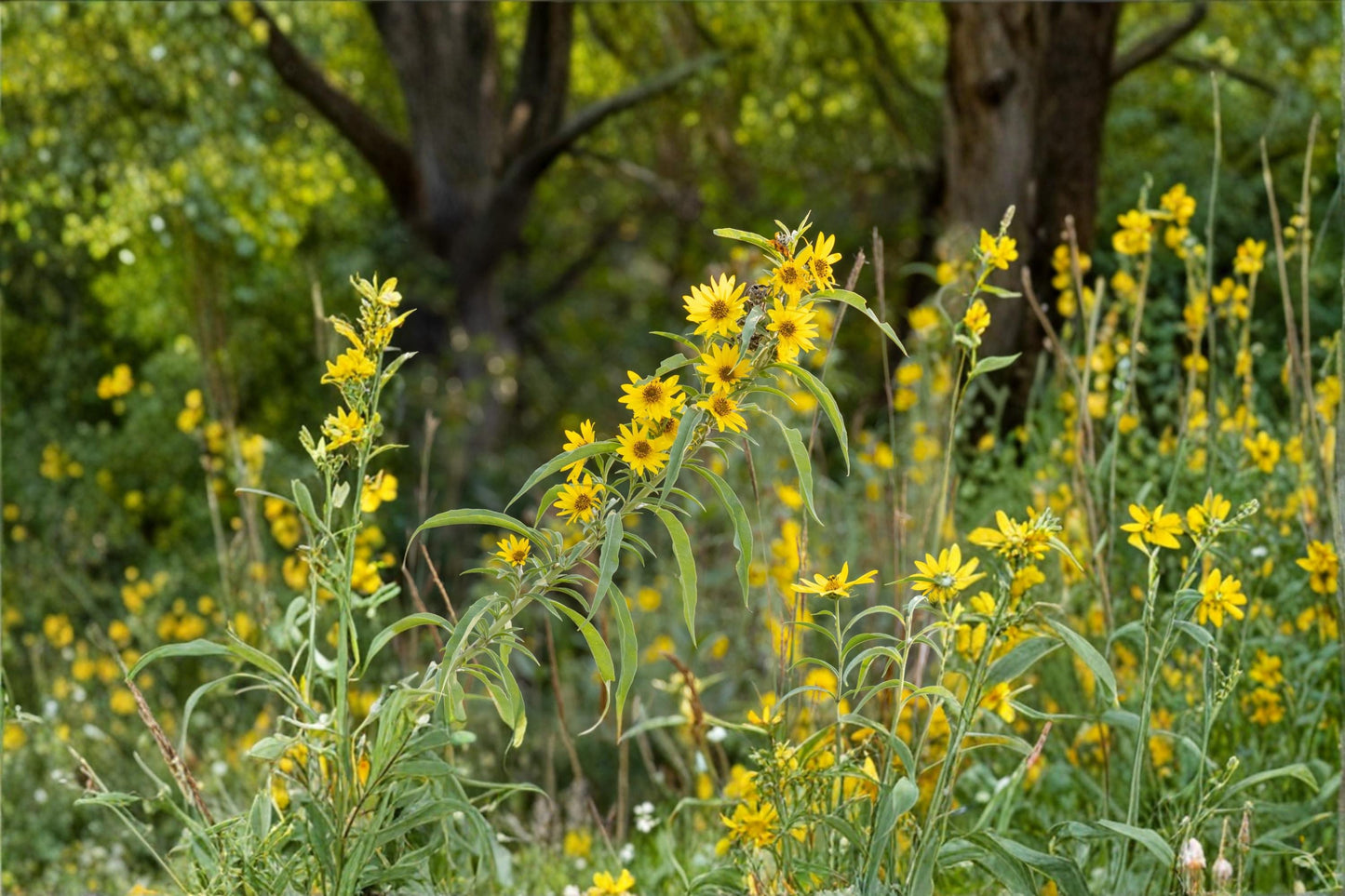 Maximilian Sunflower Seeds – Helianthus maximiliani – Perennial Wildflower with Bright Yellow Daisy-Like Blooms