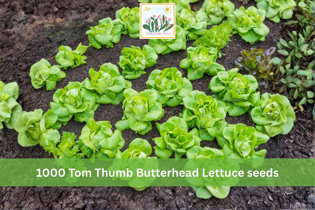 Tom Thumb Butterhead Lettuce Seeds – 1000 Heirloom Compact Leafy Vegetable for Containers & Small Gardens, Lactuca sativa