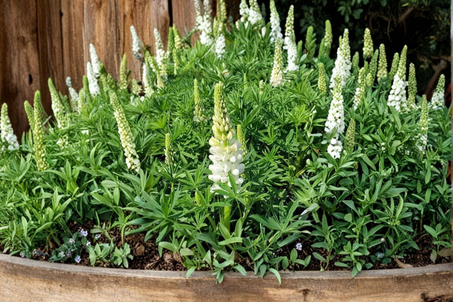 White Lupine Seeds – Perennial Flowering Plant with White Blooms – Lupinus polyphyllus for Garden Borders & Meadow Plantings