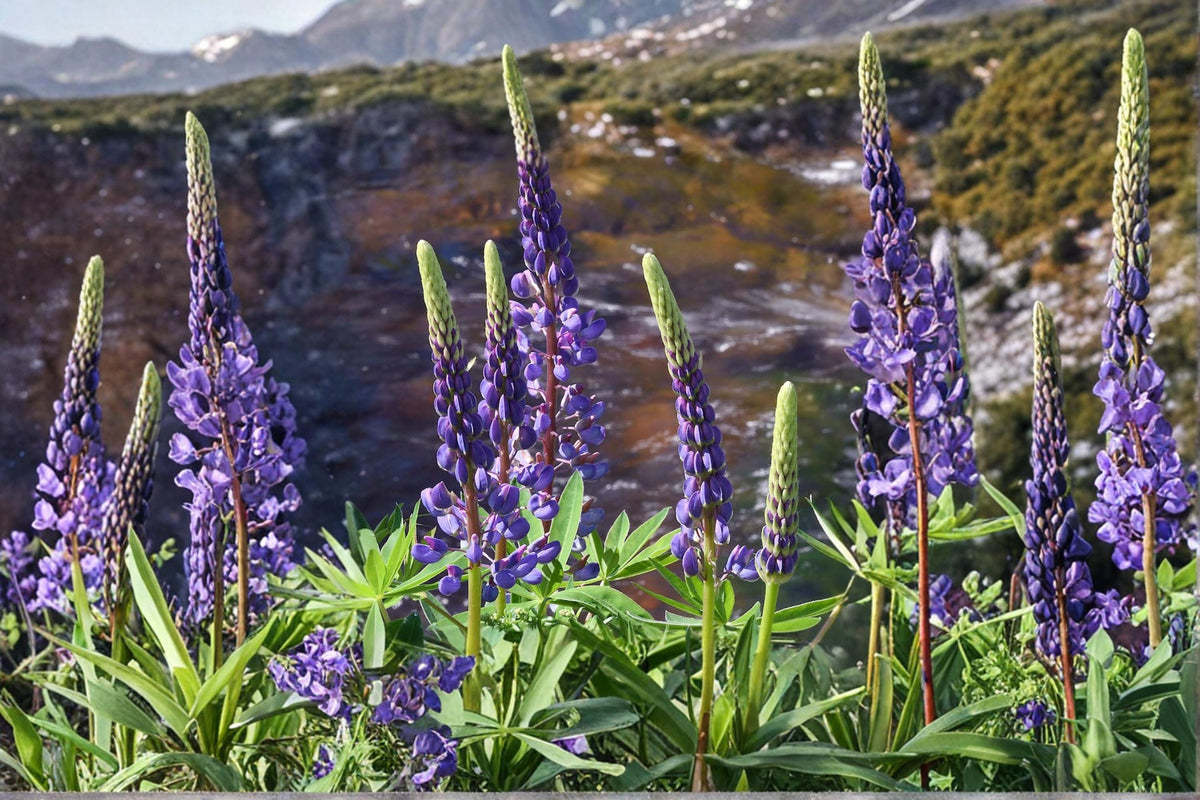 Riverbank Lupine Seeds – Perennial Flower with Purple to Blue Blooms – Lupinus rivularis Native Coastal Plant