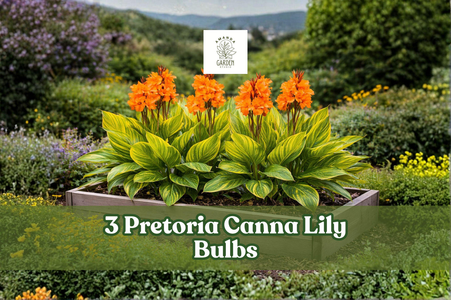 Pretoria Canna Lily Bulbs – Orange Tropical Flowers, Canna indica, Garden, Container, Full Sun