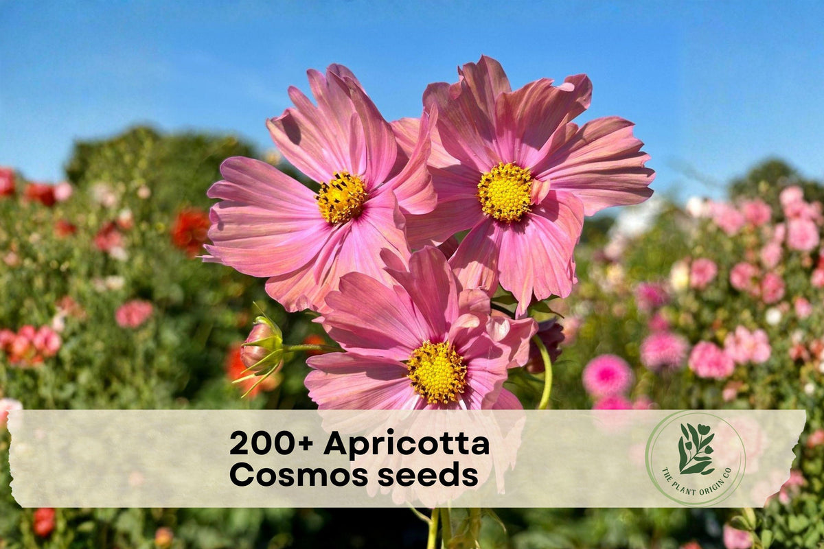 Apricotta Cosmos Seeds, Apricot Pink Flowers, Easy Grow Annual, Cosmos bipinnatus for Garden Beds & Containers
