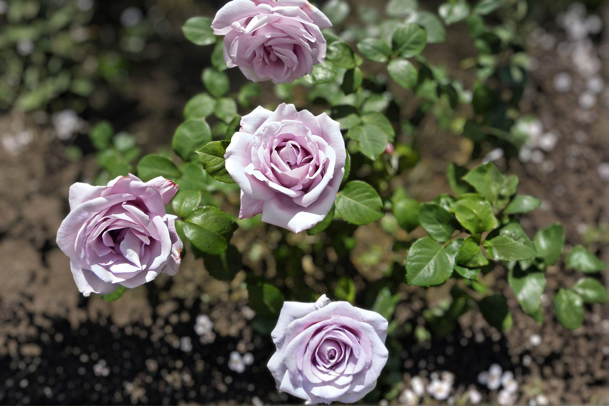 Blue Girl Rose Cuttings – Rare Lavender Blue Hybrid Tea Rose with Intense Fragrance, Award-Winning Rosa ‘Blue Girl’