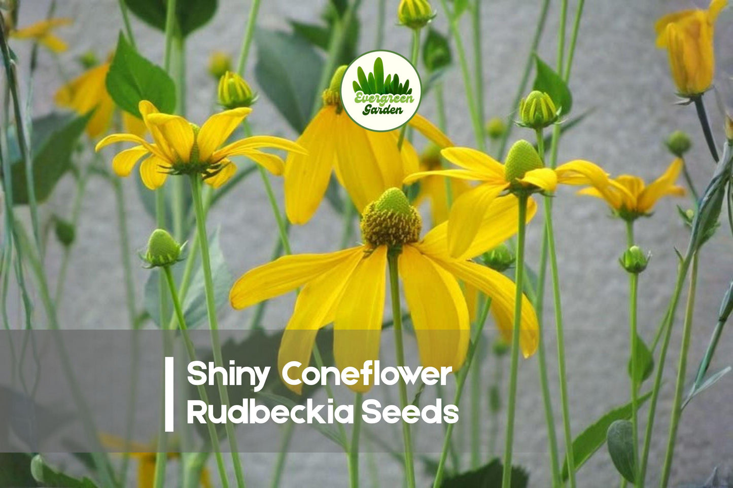 Shiny Coneflower Rudbeckia Seeds - Native Perennial Wildflower for Prairie Gardens & Pollinator Beds