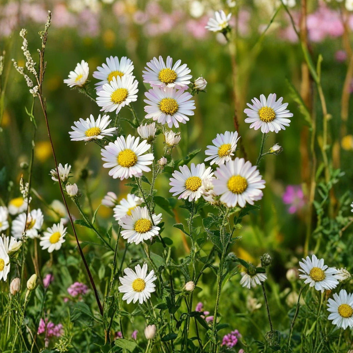 Heath Aster Seeds 100 Pack Symphyotrichum pilosum White Wildflower Pollinator Perennial Garden Plant