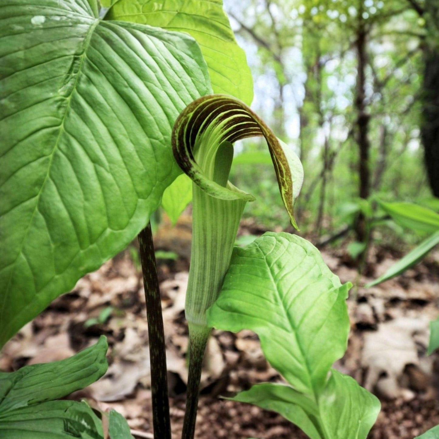 Jack-in-the-Pulpit Seeds, Arisaema triphyllum, Native Woodland Perennial, Shade Garden Plant, 5 Seeds