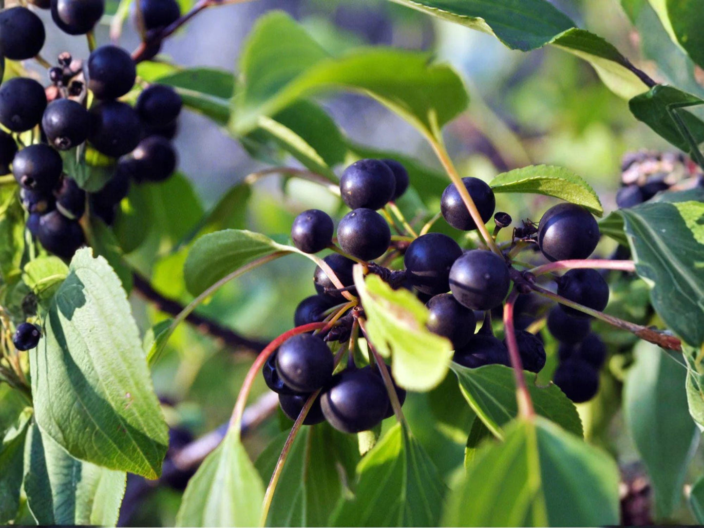 Black Cherry Tree Bare Root 2 ft Prunus serotina Native Fruit Tree for Landscaping & Wildlife