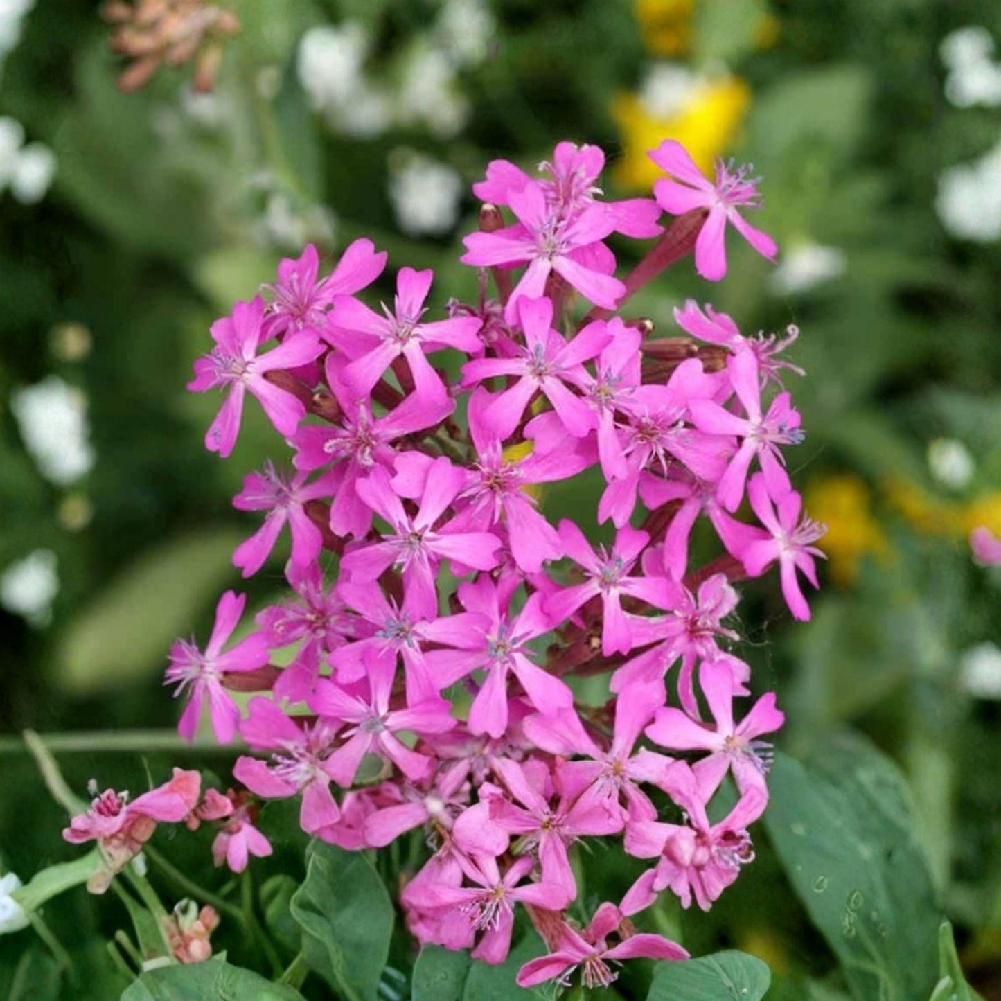 None So Pretty Catchfly Seeds 100 Pink Wildflower Annual Silene armeria for Garden Beds & Borders