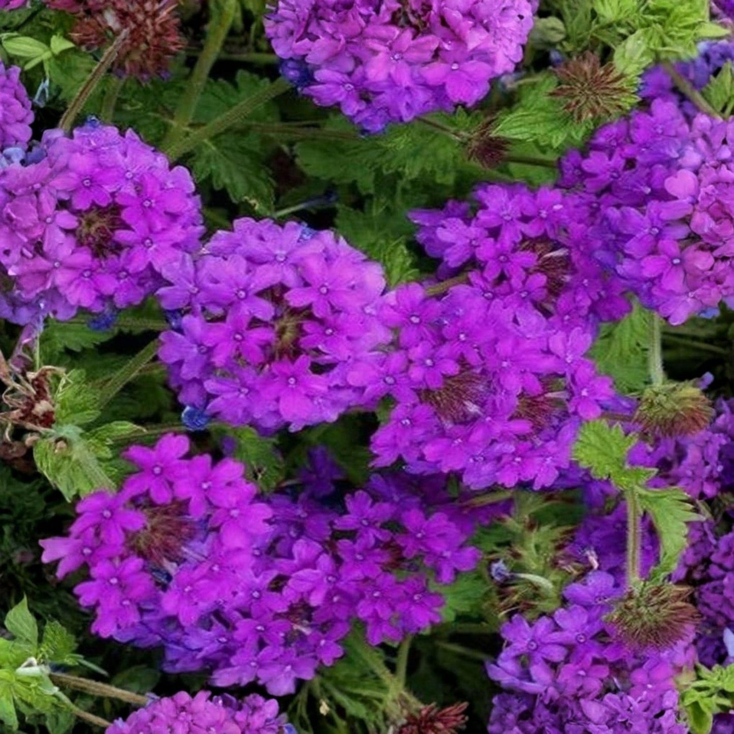 Moss Verbena Seeds, Purple Groundcover Flower, Pollinator Garden Plant, Verbena tenuisecta, 100 Seeds