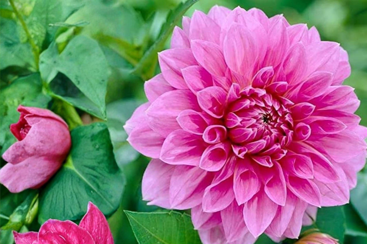 Lavender Perfection Dahlia Tuber – Giant Purple Dinnerplate Flower, 8-10 Inch Blooms, Flowering Tuber, Perennial Plant