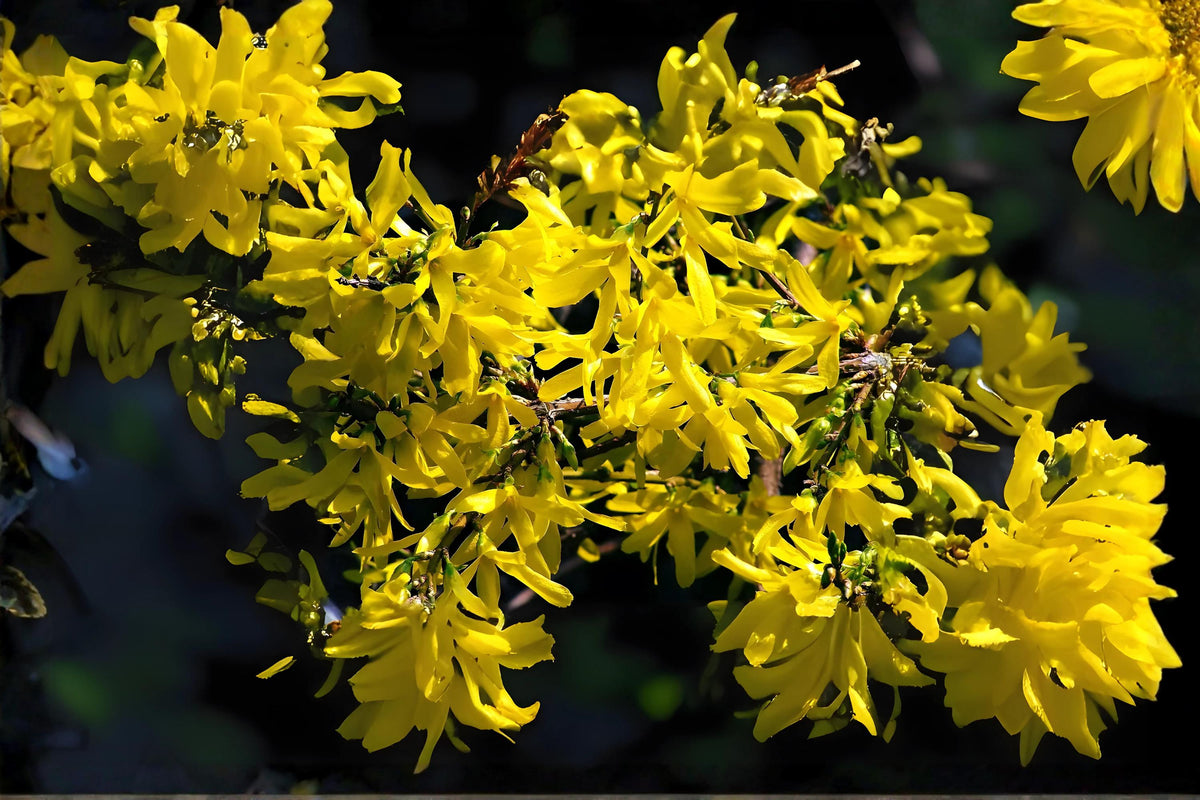 Weeping Forsythia Seeds – Forsythia suspensa – Bright Yellow Spring Blooms – Ornamental Shrub for Hedges & Borders