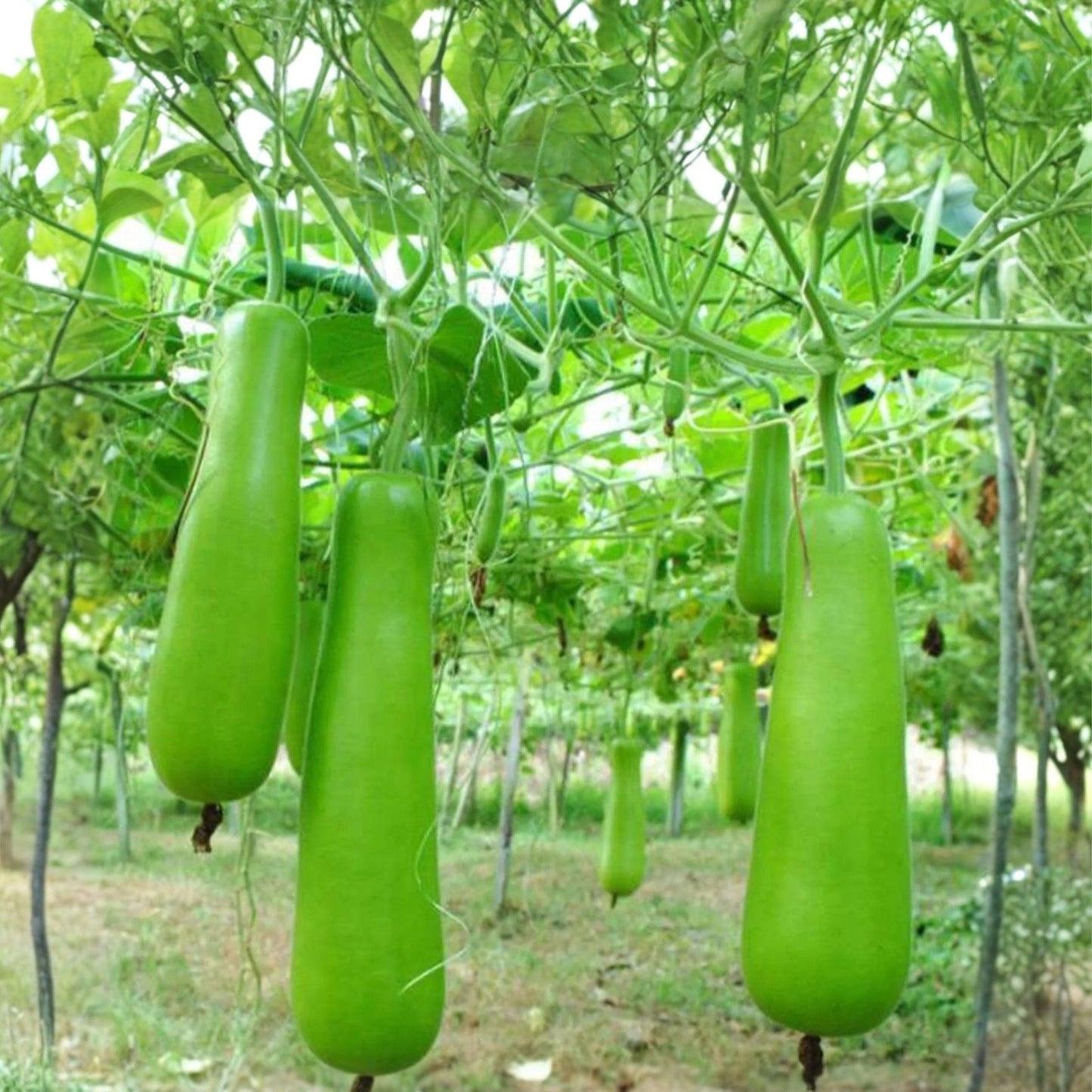 Cucuzzi Gourd Seeds, Italian Edible Bottle Gourd, Climbing Vegetable, Lagenaria siceraria, 10 Seeds