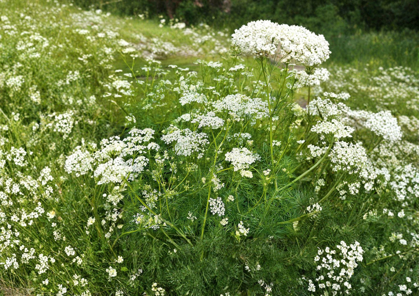 Caraway Seeds Bulk Pack – Fresh Harvest Culinary & Medicinal Herb Seeds for Outdoor Garden Planting, Non-GMO, Aromatic Spice Plant