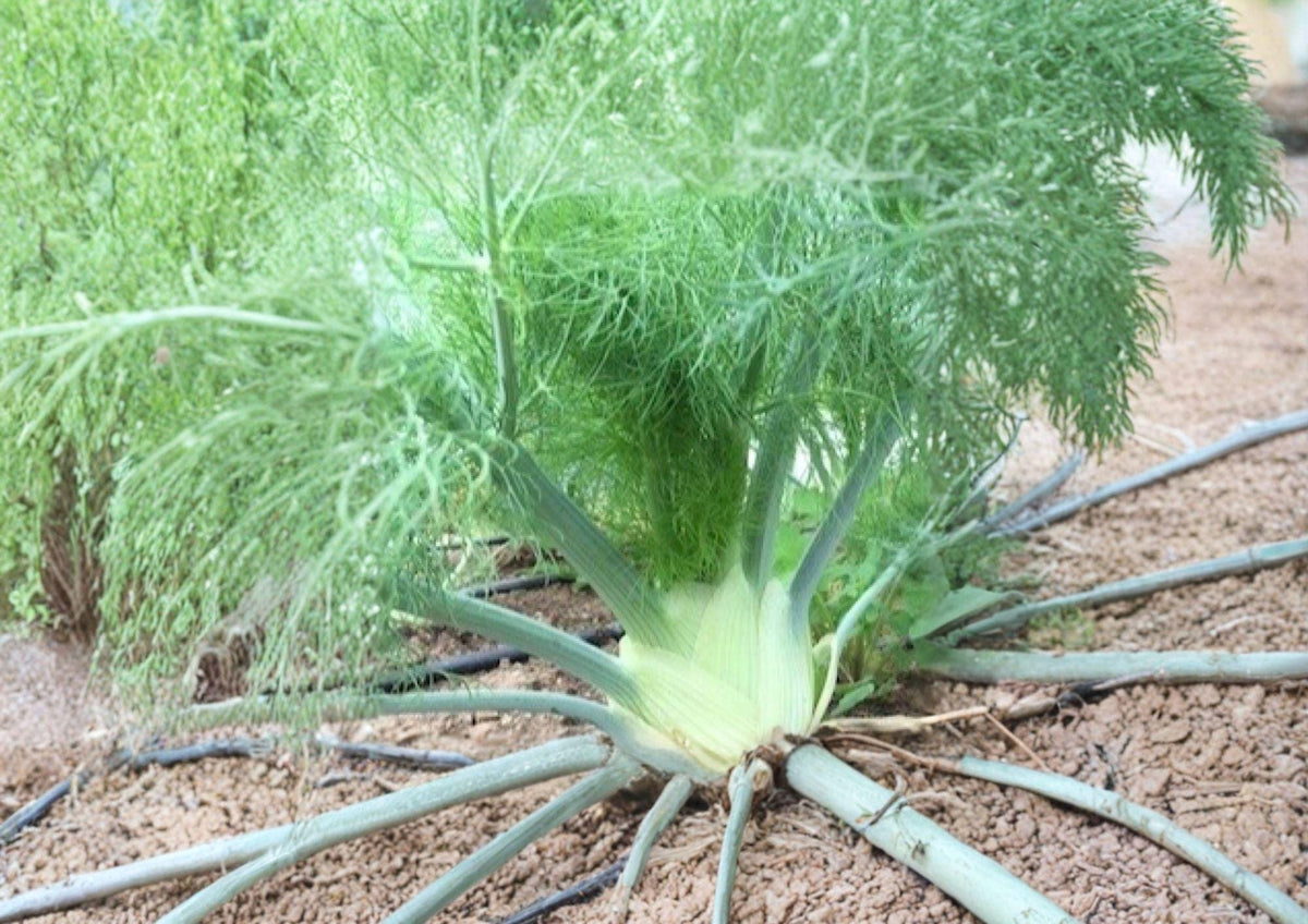 Florence Fennel Seeds 200+ Foeniculum Vulgare Herb for Garden Planting, Culinary & Medicinal, Heirloom Non-GMO Vegetable Seeds
