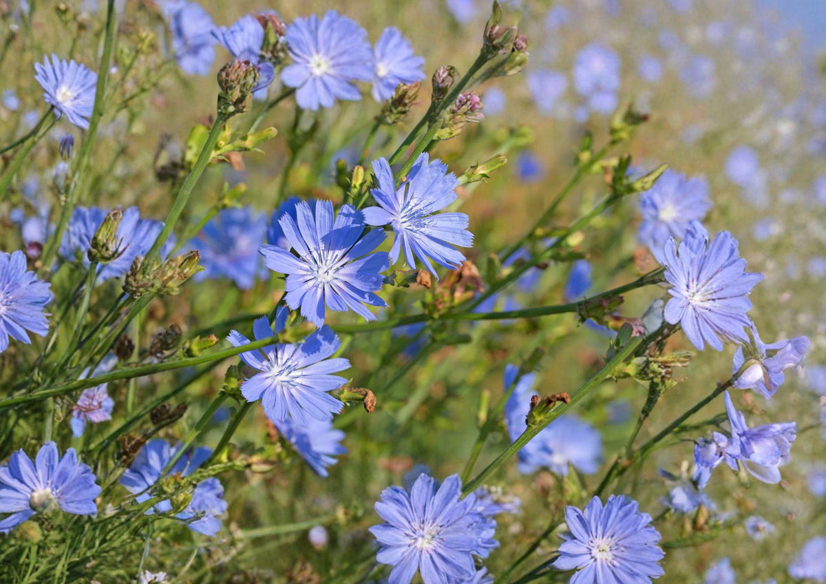 Chicory Seeds 1000+ Non-GMO Heirloom Blue Dandelion Coffeeweed Succory Herb Flower for Pollinator Garden