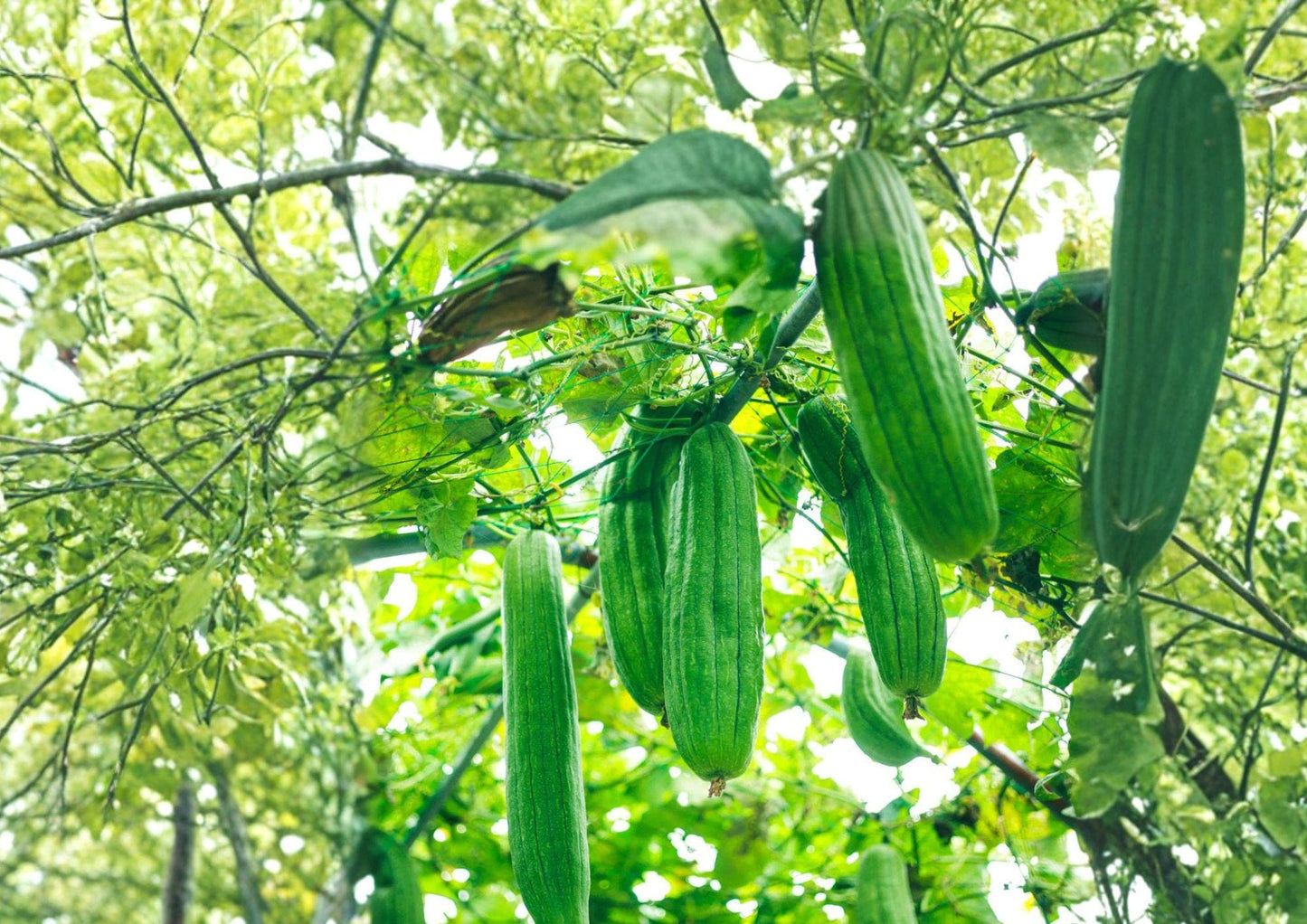 Luffa Gourd Seeds, Loofah Sponge Vegetable Plant, Heirloom Non-GMO, Climbing Vine for Garden, Natural Bath Sponge, Gourds
