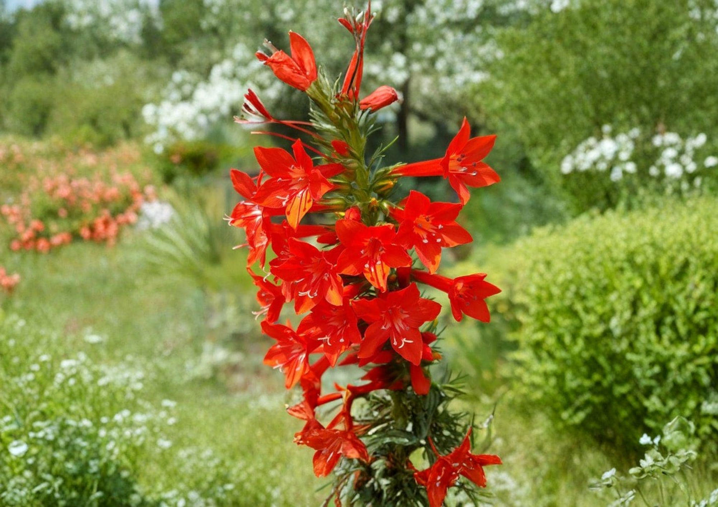 Standing Cypress Seeds, Ipomopsis rubra, Wildflower for Garden, Pollinator & Hummingbird Friendly, Red Tubular Blooms, Native Planting