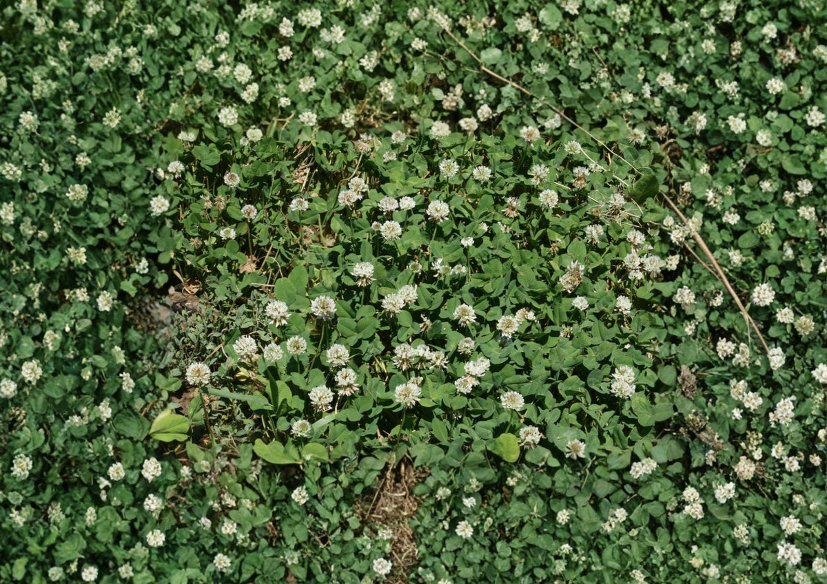 White Dutch Clover Seeds, Non-GMO Perennial Legume Cover Crop for Lawn, Ground Cover, Soil Fertility, Pollinator Friendly